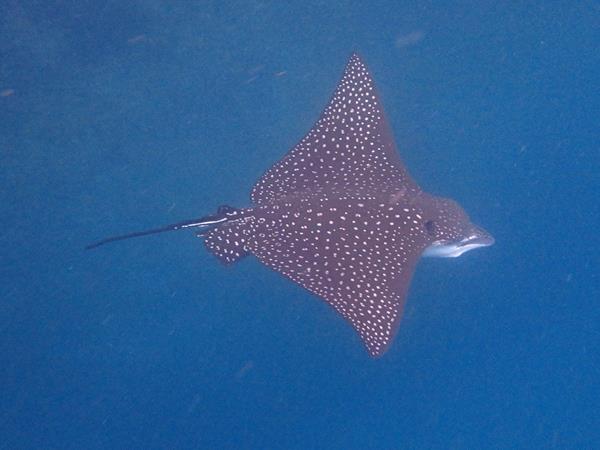 Scuba diving in the Coco Islands, Costa Rica