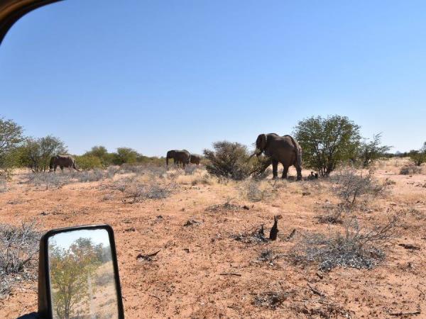 Family volunteering in Namibia, desert elephants