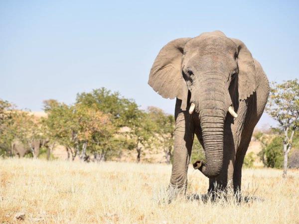Family volunteering in Namibia, desert elephants