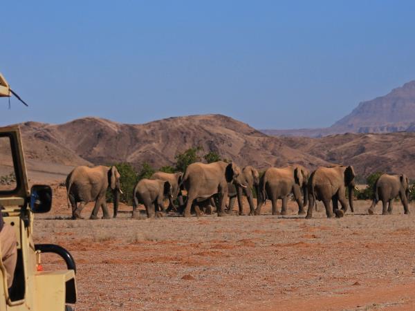 Family volunteering in Namibia, desert elephants