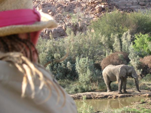 Family volunteering in Namibia, desert elephants