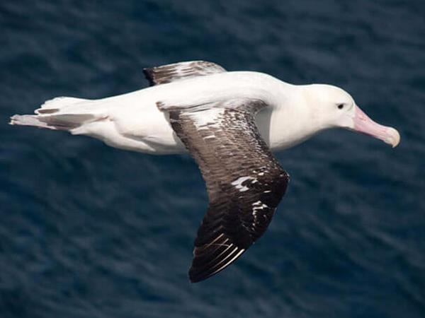 Falklands, South Georgia and Antarctica cruise