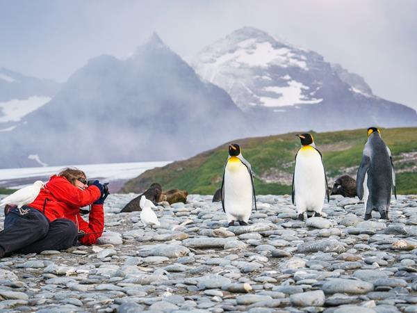 Falklands, South Georgia and Antarctica cruise