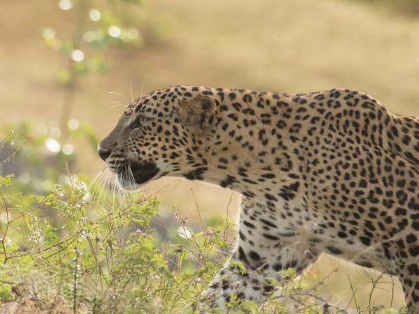 Sri Lanka eco lodge accommodation
