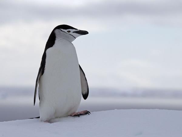 Antarctica fly cruise