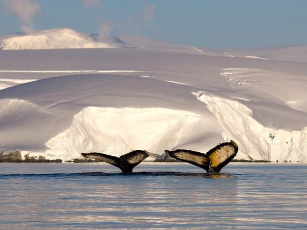 Antarctica fly cruise