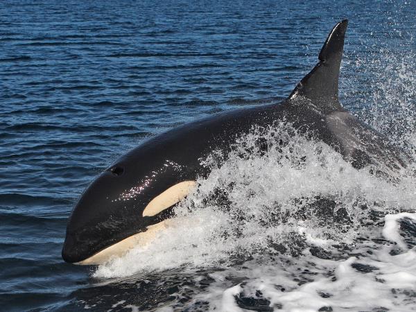 Scotland family cruises vacations