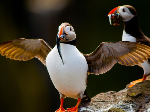 Mull circumnavigation cruise, Scotland