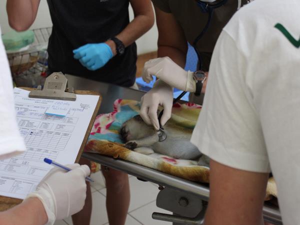 Intensive veterinary course, Malawi