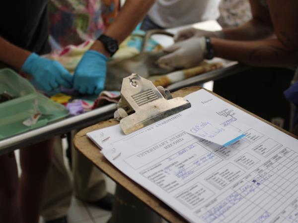Intensive veterinary course, Malawi