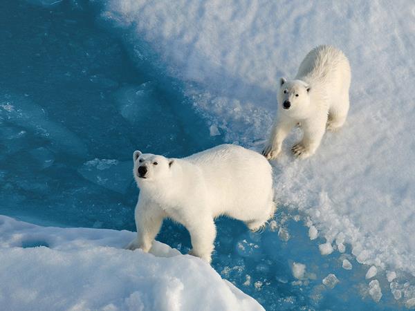 Luxury Arctic cruise Spitsbergen & Franz Josef Land