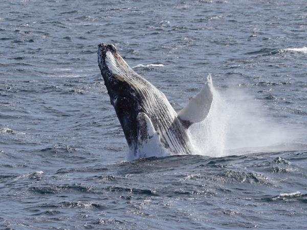 Antarctic Peninsula expedition cruise