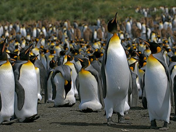 Antarctica, Falklands & South Georgia cruise
