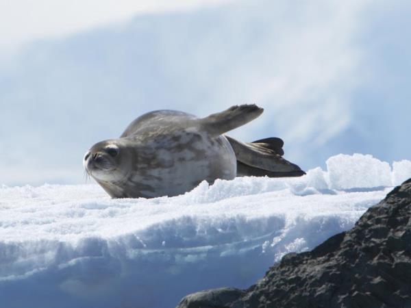 Antarctica, Falklands & South Georgia cruise