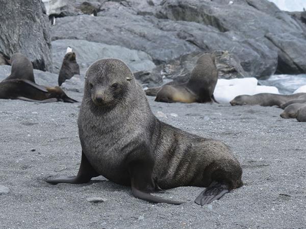 Antarctica expedition cruise, 11 days
