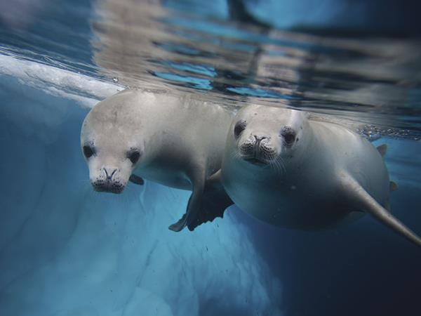 Antarctica expedition cruise, 11 days