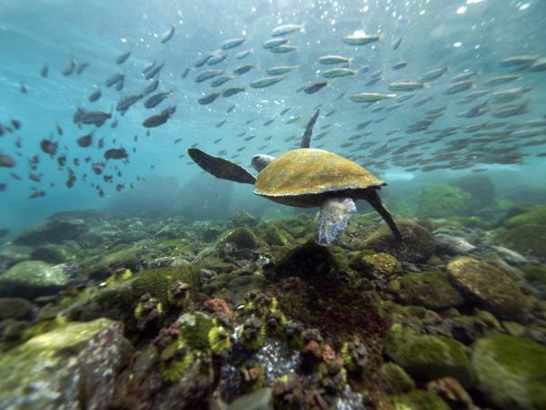 Galapagos wildlife cruise