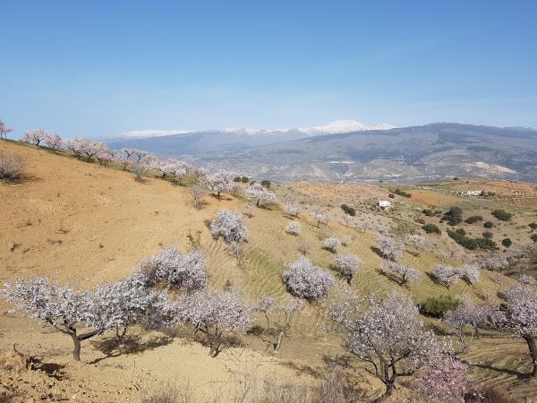 Spain hiking vacation, Walking in blossom
