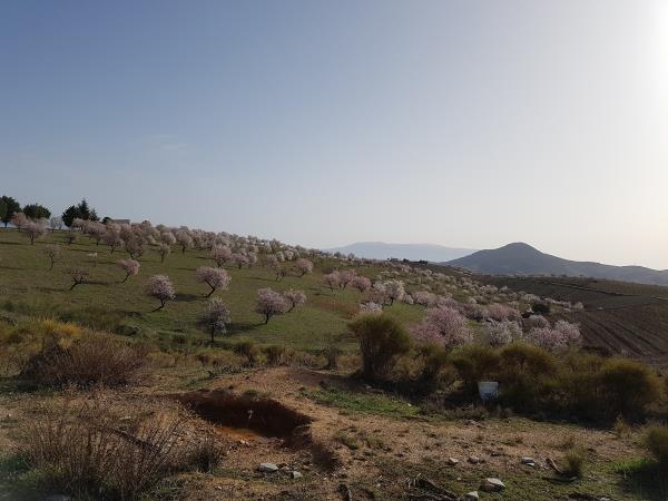 Spain hiking vacation, Walking in blossom
