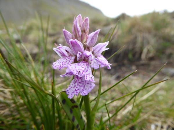 Scotland self guided walking vacation
