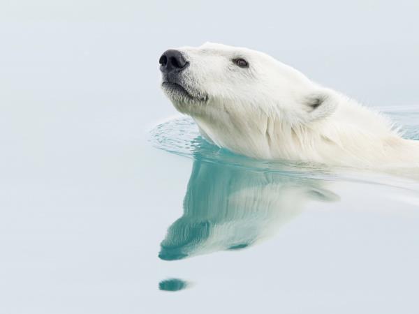 Spitsbergen polar bear watching cruise