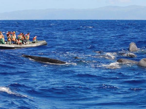 Blue whale watching in the Azores, Pico Island