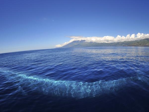 Blue whale watching in the Azores, Pico Island