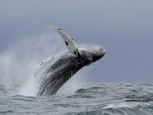 Blue whale watching in the Azores, Pico Island