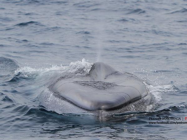 Blue whale watching in the Azores, Pico Island