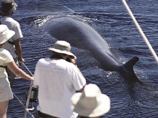 Blue whale watching in the Azores, Pico Island