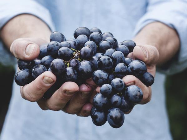Bordeaux wine tour and Bay of Arcachon vacation