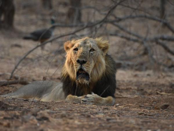 Gujarat wildlife vacation, India