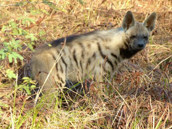 Gujarat wildlife vacation, India