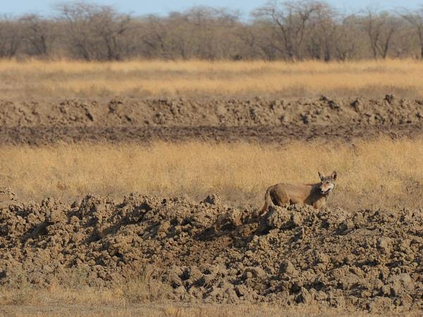 Gujarat wildlife vacation, India