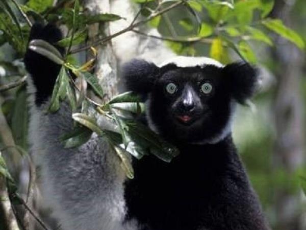 Madagascar tour with North or South Extensions