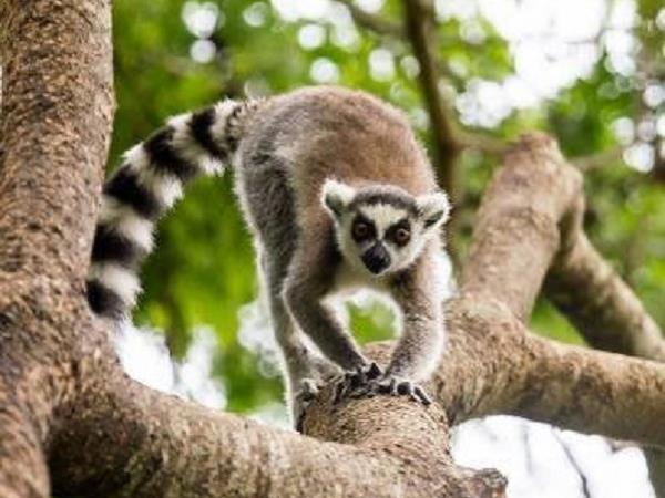 Madagascar tour with North or South Extensions