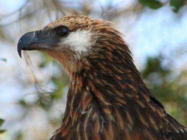 Madagascar tour with North or South Extensions