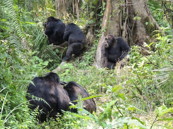 Best of Uganda wildlife tour