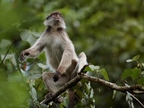 Best of Uganda wildlife tour