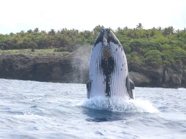 Swim with humpback whales, Tonga