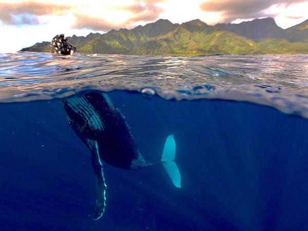 Swim with humpback whales in Tahiti