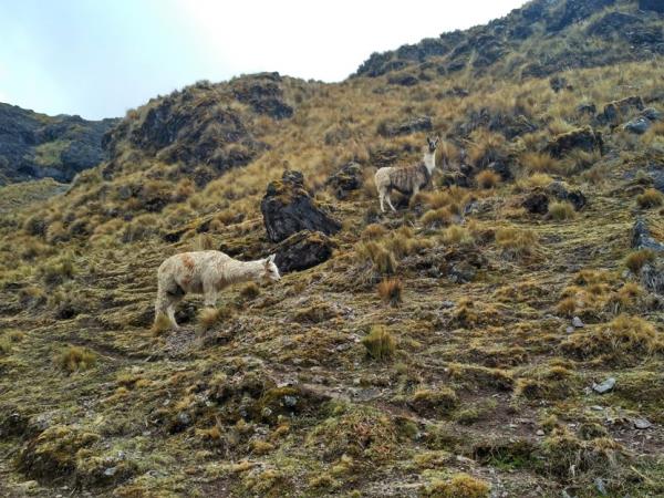 Hike the Lares trek in Peru