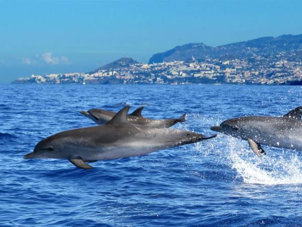 Madeira tailor made vacation, wildlife & nature