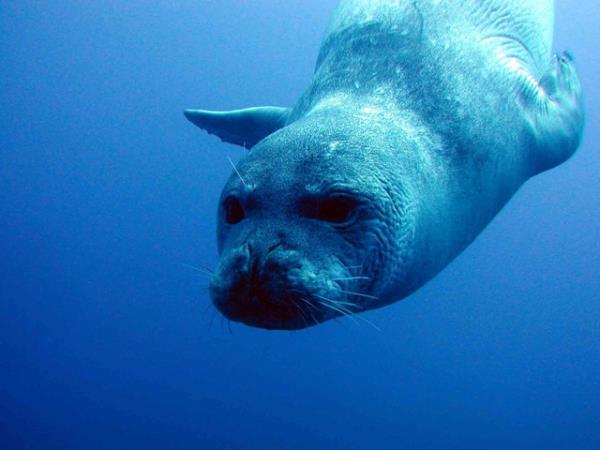 Madeira tailor made vacation, wildlife & nature