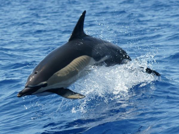 Madeira tailor made vacation, wildlife & nature