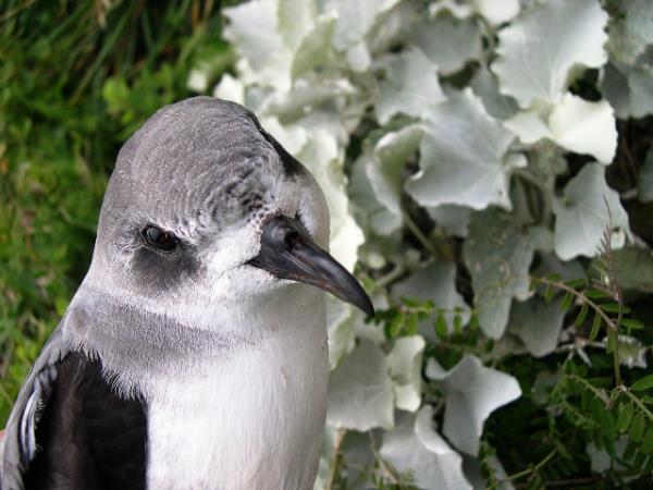 Madeira tailor made vacation, wildlife & nature