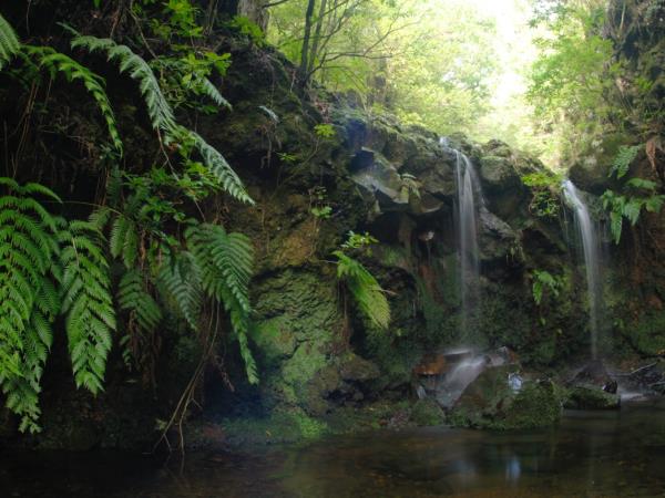 Madeira tailor made vacation, wildlife & nature