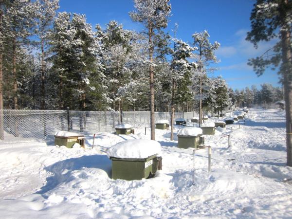 Northern Lights vacation in Lapland