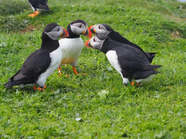 Isle of Mull wildlife cruise in Scotland