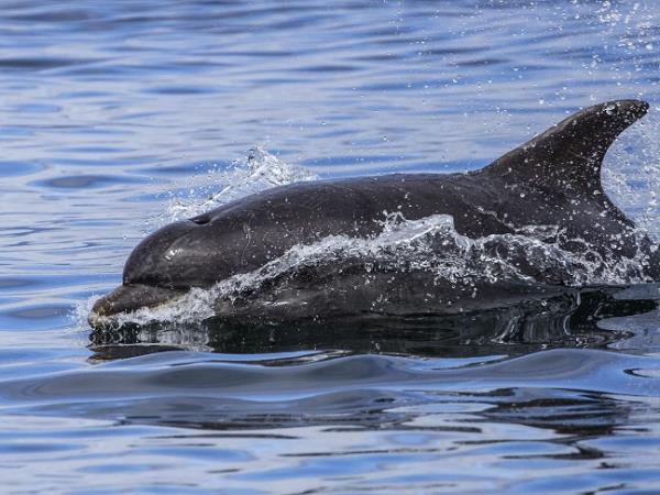 Scotland cruise, private charter